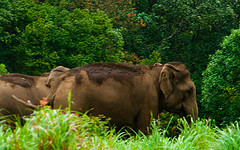 Kerala wildlife