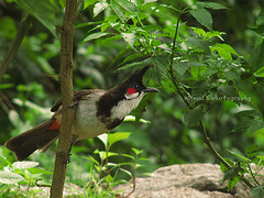 Kumarakom Bird Sanctuary